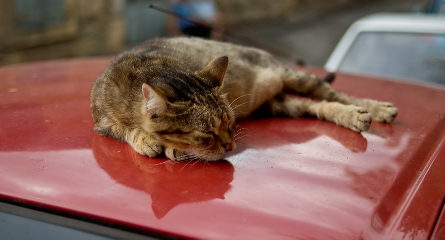 Canal Du Midi - Minervois Cat